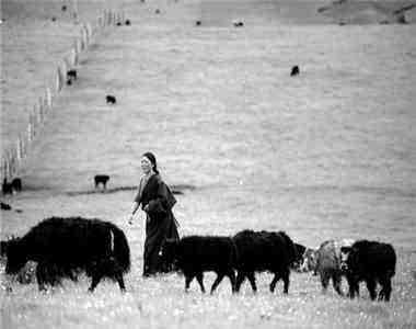མཛོ་མོ་དང་བེའུའི་བརྩེ་དུང་།