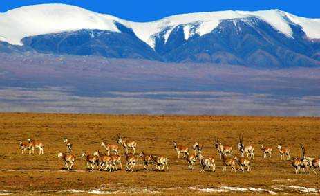 སྐྱེ་ཁམས་ཁོར་ཡུག་ཇེ་བཟང་དུ་བཏང་བ་དང་བསྟུན་ནས་ཨ་ཆེན་གངས་རྒྱབ་ཀྱི་རི་སྐྱེས་སྲོག་ཆགས་ཇེ་མང་དུ་འགྲོ་བཞིན་པ།