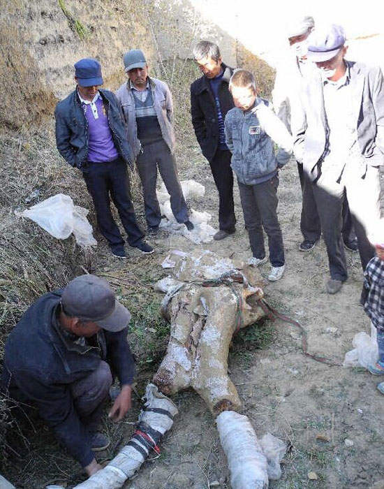 མཚོ་སྔོན་ཞིང་ཆེན་མཚོ་ལྷོ་ཁུལ་ནས་གདོད་མའི་གླང་ཆེན་གྱི་མགོ་རུས་འགྱུར་རྡོ་ཞིག་རྙེད།