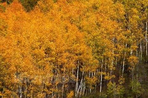 རྔ་བ་ཁུལ་དུ་ཉེ་བའི་ལོ་ངོ་26གི་རིང་ནགས་ཚལ་ལ་མེ་སྐྱོན་ཚབས་ཆེན་བྱུང་མེད།