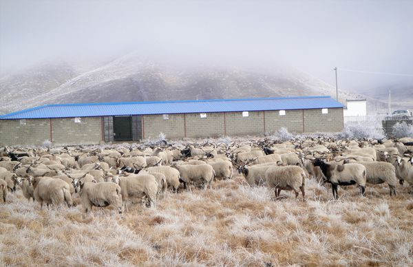 རྔ་བ་ཁུལ་གྱིས་ཕྱུགས་ཟོག་གི་དྲོད་ཁང་འཛུགས་སྐྲུན་བྱེད་ཤུགས་ཆེ་རུ་བཏང་ནས་ནོར་ལུག་གིས་དགུན་སྐྱེལ་བར་ཁག་ཐེག་བྱེད་བཞིན་ཡོད།