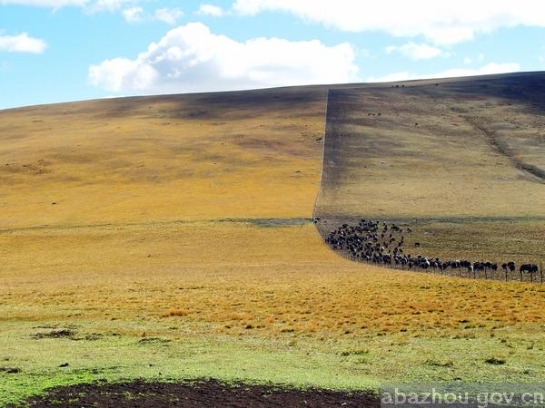 རྔ་བ་ཁུལ་ཧུང་ཡོན་རྫོང་གིས་ནུས་ཤུགས་ཡོད་རྒུས་རྩྭ་ཐང་གི་དེང་རབས་ཅན་གྱི་ཕྱུགས་ལས་ཚོད་ལྟའི་ལས་གཞི་ལག་བསྟར་བྱ་རྒྱུ་རེད།