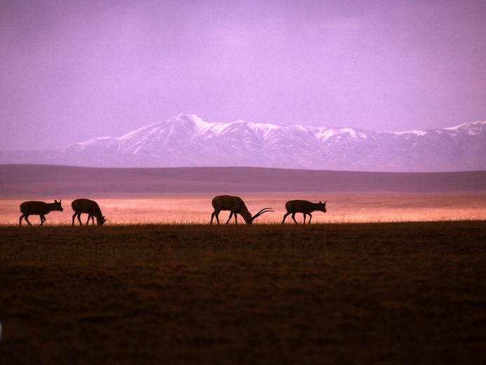 ཨ་ཆེན་གངས་རྒྱབ་ཏུ་ལོ་ངོ་བཅུའི་ཚུན་རིང་གཙོད་ཕྲུག་བཙའ་བར་གནས་སྤོར་སྔ་ཤོས་ཀྱི་དུས་ཚིགས་ཤར།