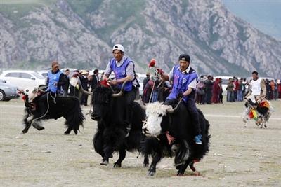 ཡུལ་ཤུལ་འབྲི་གཡག་རིག་གནས་སྒྱུ་རྩལ་དུས་ཆེན་དང་རྟ་རྒྱུགས་འགྲན་ཚོགས་ཚེས་25ཉིན་མགོ་རྩོམ་རྒྱུ།