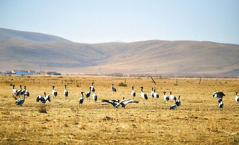 རྔ་བ་ཁུལ་ཧོང་ཡོན་རྫོང་ཨ་མཆོག་གྲོང་རྡལ་གྱི་སྐ་ཆུའི་འབབ་ཡུལ་གྱི་ཁྲུང་ཁྲུང་སྐེ་ནག