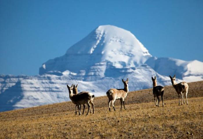 བོད་ལྗོངས་མངའ་རིས་ས་ཁུལ་གྱིས་སྐྱེ་ཁམས་གྲོང་སྡེ་41རེ་ཞུ་བྱས།
