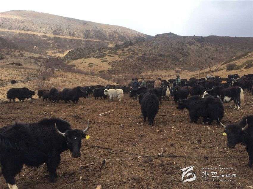 ལི་ཐང་རྫོང་གི་ཡུལ་ཚོ་རེ་ལ་ཐབས་ཇུས་རེ་ཞེས་པའི་དབུལ་པོའི་ཡུལ་ཚོ་དབུལ་ཕོངས་ལས་ཐར་བར་རོགས་འདེགས་བྱས།
