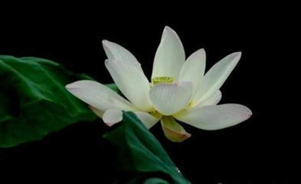 ༄༅།། རྒྱལ་སྲས་ལག་ལེན་སོ་བདུན་མ་ཞེས་བྱ་བ་བཞུགས་སོ།།