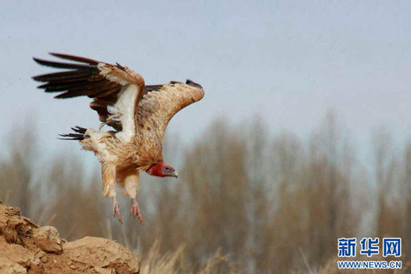 མཛེས་སྡུག་ལྡན་པའི་ཏུའུ་ལན།