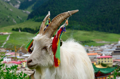 ༄༅།། ཚེ་ཐར།