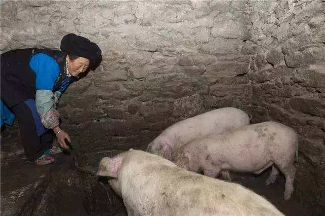 ཨ་ཕའི་དཀའ་སྤྱད་སྡུག་རུས་ལས།། བུ་གཉིས་སློབ་ཆེན་པ་རུ་བསྐྱངས།།