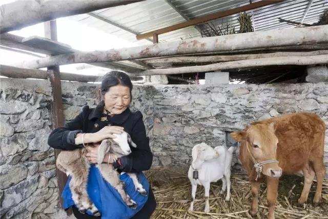 སྙིང་སྟོབས་ཞུམ་པ་མེད་ན་འབྱོར་ཕྱུག་འོད་སྣེར་འཇུ་བ་སླ།
