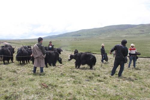 ནོར་གནག་རྫི་རེས་ཀྱིས་དབུལ་ཕོངས་འཚོ་བ་མཐའ་རུ་བསྐྲད།