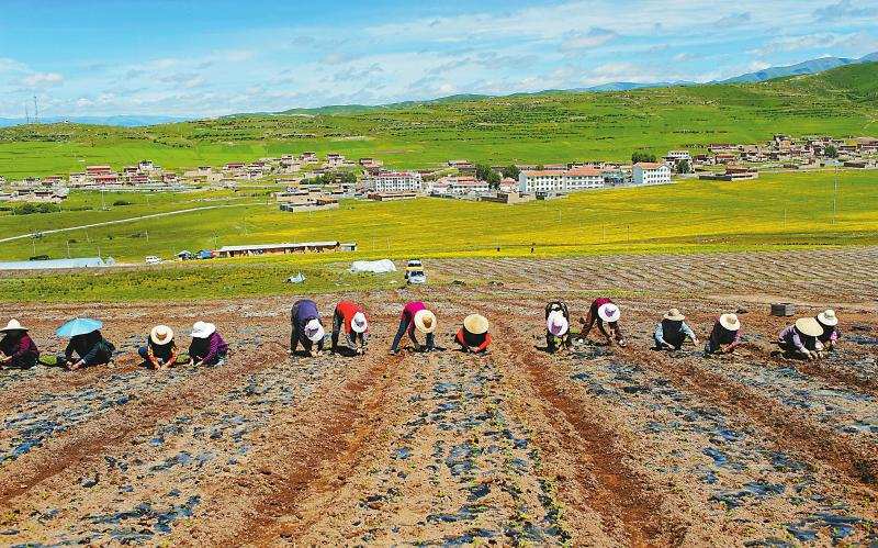 རང་ཞིང་གིས་སྨན་བཅོས་འགན་སྲུང་དབུལ་ཕོངས་མི་གྲངས་ཁྲི་625ལ་ཁེབས་པར་བྱས་པ།