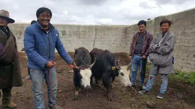 དབུལ་ཕོངས་ཚང་ལ་ནོར་གནག་བགོས་ནས་ཕྱུག་སྒྱུར་ལམ་དུ་ཁྲིད།