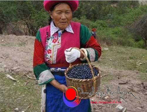 ཚེར་ནག་བཙུགས་ནས་འབྱོར་ཕྱུག་གི་ལམ་དུ་ཆས་པའི་ན་གཞོན་ཞིག