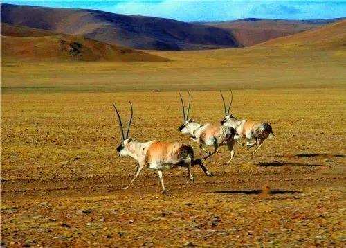 ༄༅།། བོད་ཁམས་ཀྱི་རི་རྒྱུད་གྲགས་ཅན།