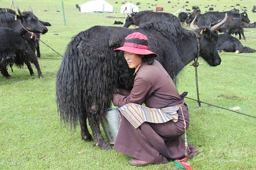ཕྱུག་འགྱུར་གྱི་ལམ་དུ་བསྐྱོད་པ། 