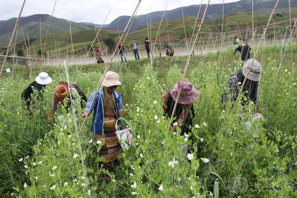 ལི་ཐང་རྫོང་གི་ཁྱད་ལྡན་ཐོན་རྫས་ཚོང་རར་བྲིན་པ། 