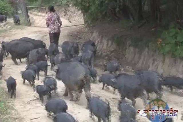 རྡོ་རྗེ་ཐར་བཟའ་ཟླ་གཉིས་ཀྱི་དབུལ་བྲལ་ཕུགས་འདུན། 
