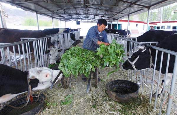 བཞོན་མ་གསོ་ཚགས་བྱས་ནས་ཕྱུག་འགྱུར་ལམ་དུ་བསྐྱོད་པ།