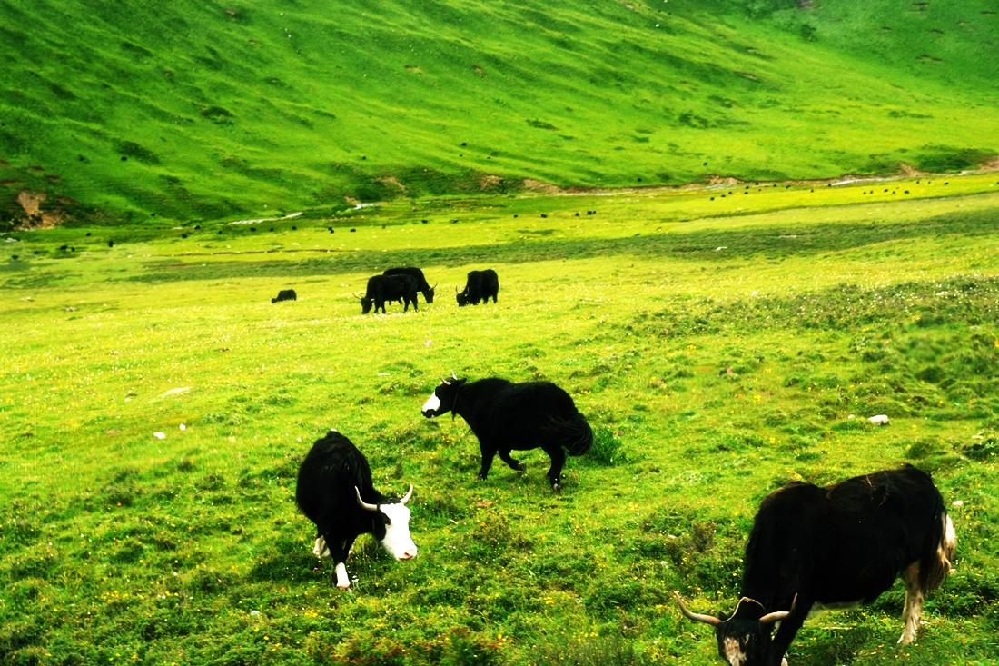 དཔལ་ཡུལ་རྫོང་གིས་མུ་མཐུད་ནས་ཁོར་ཡུག་གཙང་སྦྲའི་ལས་ཀར་ནུས་ཤུགས་འདོན་གང་ཐུབ་བྱས།