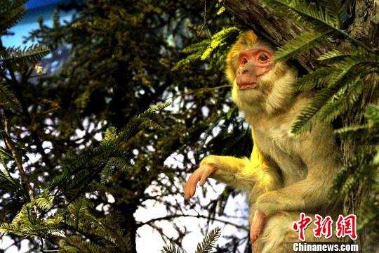 མཚོ་སྔོན་ཡུལ་ཤུལ་གྱི་རྟེན་རྫས་བཤམས་མཛོད་ཁང་གི་སྲོག་ཆགས་རིགས་ཀྱི་འདྲ་རྣམ།