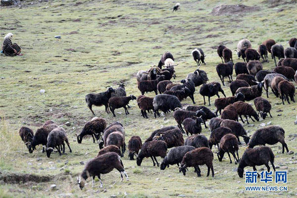 མཚོ་སྔོན་ཞིང་ཆེན་དུ"མཐོ་སྒང་གི་མུ་ཏིག་ནག་པོ"ཞེས་པ་ཡིས་ཞིང་འབྲོག་མང་ཚོགས་ལ་ཡོང་འབབ་འཕར་རོགས་བྱས་པ། 