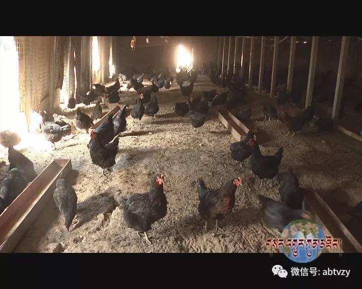 མའོ་རྫོང་ཕན་ཁྲོན་གྱི་ཞིང་བ་རྣམས་ལ་དཔལ་འབྱོར་གྱི་ཕན་འབྲས་བཟང་པོ་ཐོབ་པ།