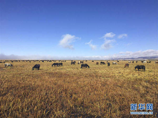 མཛོད་དགེའི་སྟོན་དུས།