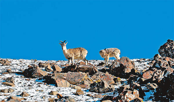གངས་རིའི་ལྗོངས་ཀྱི་སྐྱེ་ཁམས་བཟང་། དགུན་སྟོད་གཉན་ཡང་ཤ་ཤེད་རྒྱས། 