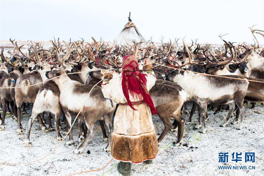 ནིས་ནིས་ཚི་མིའི་དགུན་དུས་ཀྱི་འཚོ་བ།