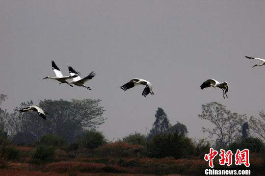 ཀྲུང་གོའི་ཚྭ་མེད་མཚེའུ་ཆེ་ཤོས་ཕོའོ་དབྱང་མཚེའུ་རུ་དུས་བྱ་གནས་སྤོས་བྱས་པ།