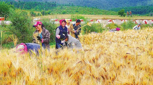 ཀྲུང་གོས་དབུལ་པོ་སེལ་ཐབས་བྱས་པར་གྲུབ་འབྲས་ཧ་ཅང་ཆེན་པོ་ཐོབ་པ། 