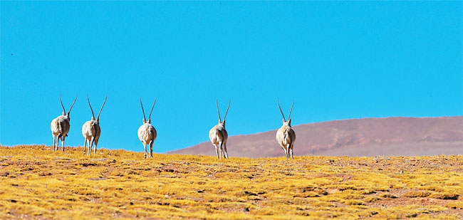 བོད་བྱང་ཐང་དུ།
