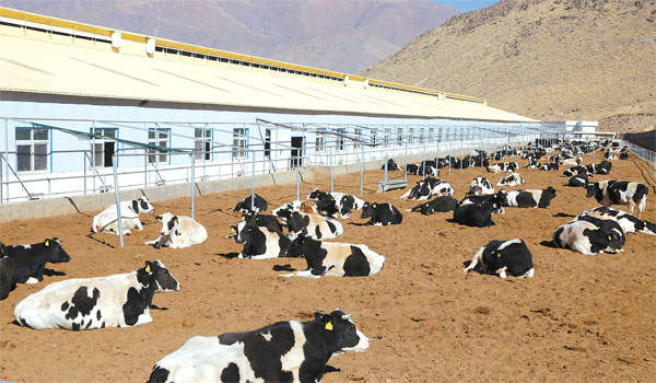 ས་མཐོའི་འོ་མའི་ལྟེ་གནས་འཛུགས་སྐྲུན་བྱས་པ།