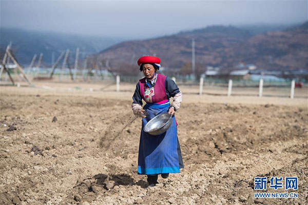 གངས་ལྗོངས་མཐོ་སྒང་དུ་སོ་ནམ་གྱི་ལས་ལ་བྲེལ་བཞིན་པ།