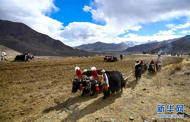 བོད་ལྗོངས་སུ་དཔྱིད་རྨོད་ཀྱི་འགོ་ཚུགས་པ།