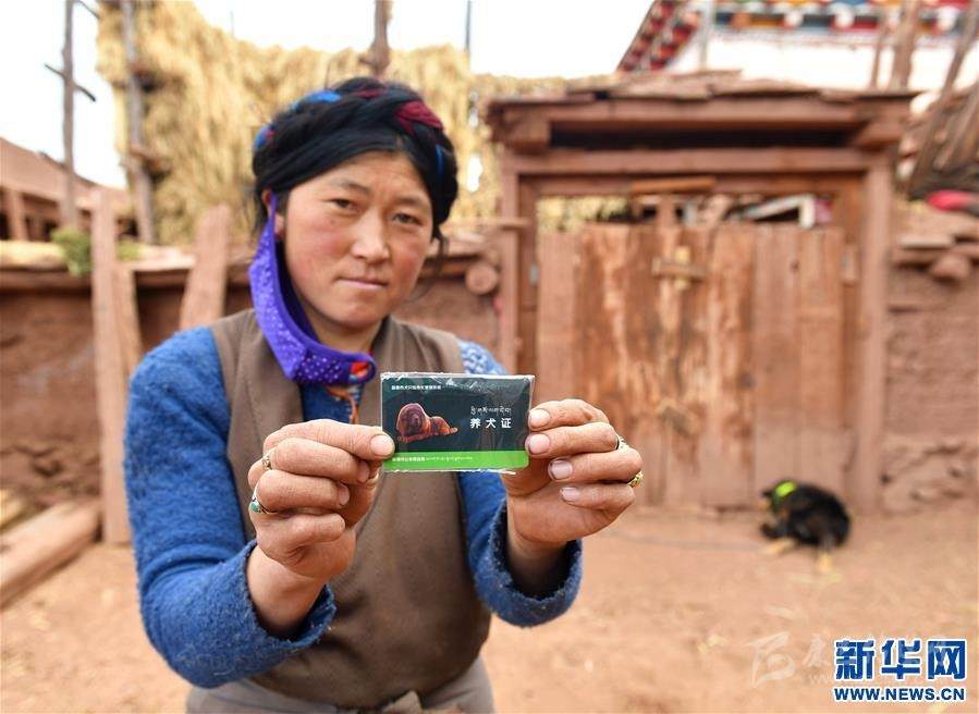 བོད་ལྗོངས་ཆབ་མདོ་གྲོང་ཁྱེར་གྱིས་ཐུམ་འབུའི་ནད་འགོག་བཅོས་བྱེད་ཆེད་སྒོ་ཁྱི་ལ་རིན་པ་མི་དགོས་པར"ཐོབ་ཐང་ལག་ཁྱེར"སྤྲད་པ།