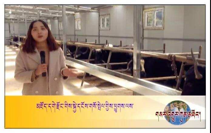 མཛོད་དགེ་རྫོང་གིས་ཕྱུགས་ལས་འཕེལ་རྒྱས་ལ་ཐབས་ལམ་གསར་པ་བསྐྲུན།