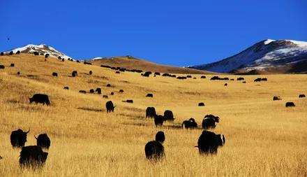 ཐབས་ལ་བརྟེན་ཏེ་ཕྱུག་འགྱུར་ལམ་དུ་བསྐྱོད།