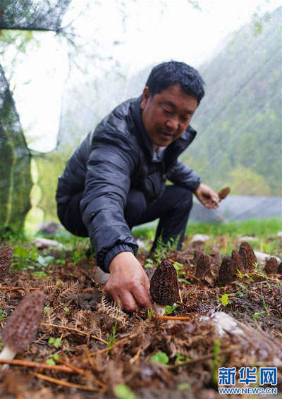 ཞིང་པ་ཚན་རིག་མཁས་ཅན་སྐལ་བཟང་ནོར་བུ།