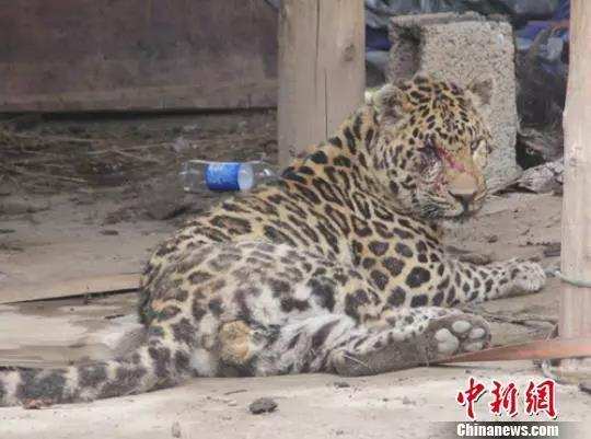 ཉག་རོང་རྫོང་དུ་གཟིག་རྨས་མ་ཞིག་སྒོ་རའི་ནང་མཆོང་བ། 