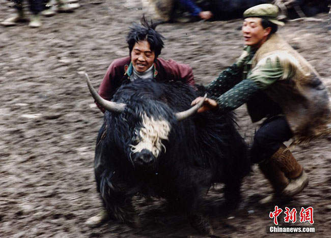 སི་ཁྲོན་ཞིང་ཆེན་བོད་ཁུལ་གྱི་འབྲི་གཡག་གི་རྩིད་པ་འབྲེག་ཐབས།