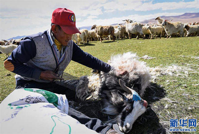 བོད་ལྗོངས་གཞིས་ཀ་རྩེ་གྲོང་ཁྱེར་གྱི་འབྲོག་པས་བལ་འབྲེག་པ།