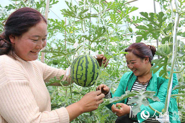བོད་ལྗོངས་ཉིང་ཁྲི་འདོང་རོ་གྲོང་ཚོས་སྣོད་བཅུད་གླིང་ལ་བརྟེན་ནས་ཕྱུག་འགྱུར་ལམ་དུ་སྐྱོད།