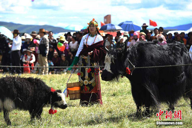 ཁྱུང་མཆུ་རྩྭ་ཐང་དུ་ནོར་གནག་ཡག་འདེམས་འགྲན་བསྡུར་སྤེལ་བ།