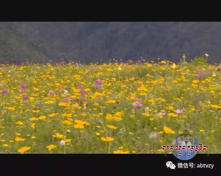 མེ་ཏོག་རྣམ་པར་བཞད་པའི་བཙན་ལྷ་རྫོང་དུ་ཡུལ་སྐོར་བ་ཇེ་མང་དུ་གྱུར།