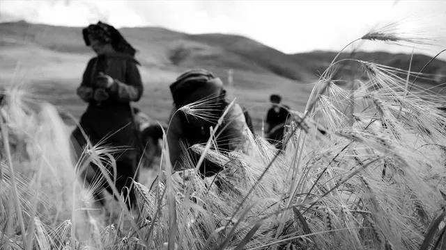 གཡུར་དུ་ཟ་བའི་ལོ་ལེགས་སྨིན་པ། 