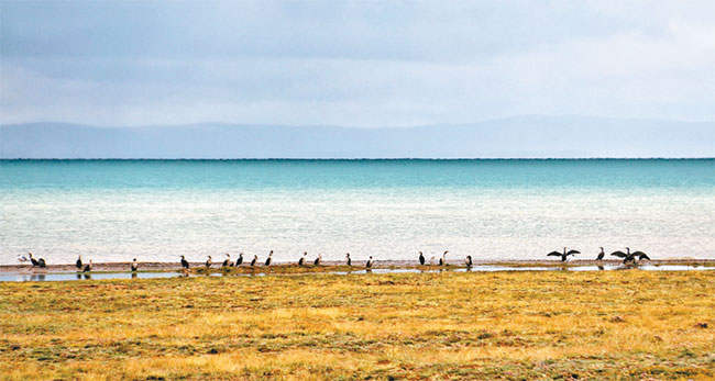 རྨ་ཆུའི་འབྱུང་ཁུངས་ཀྱི་འདབ་ཆགས་དང་རི་དྭགས།